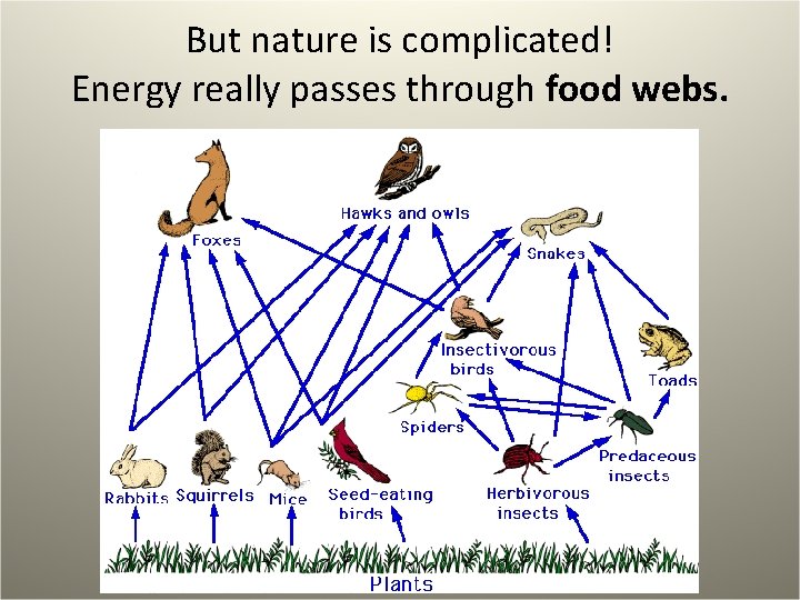 But nature is complicated! Energy really passes through food webs. 