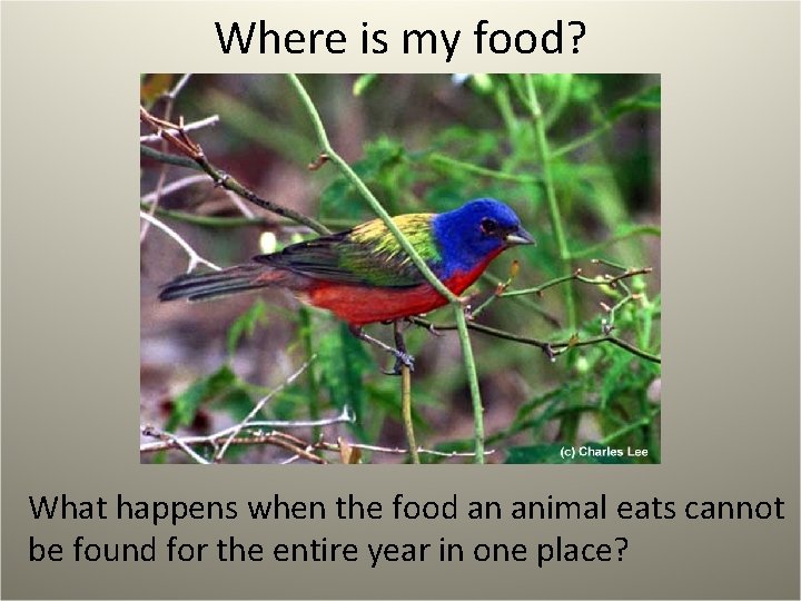 Where is my food? What happens when the food an animal eats cannot be