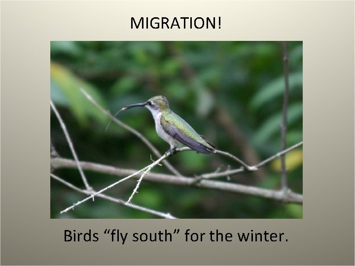 MIGRATION! Birds “fly south” for the winter. 