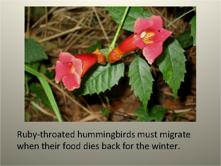 Ruby-throated hummingbirds must migrate when their food dies back for the winter. 