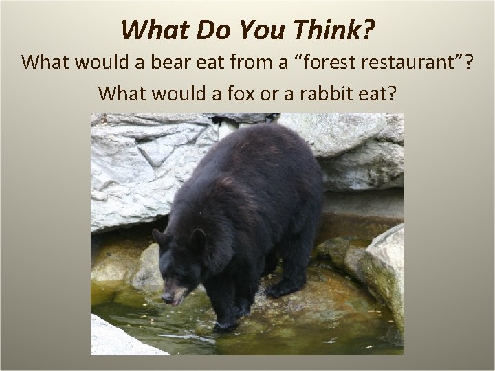 What Do You Think? What would a bear eat from a “forestaurant”? What would