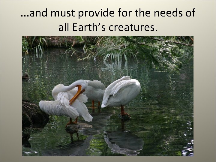 . . . and must provide for the needs of all Earth’s creatures. 