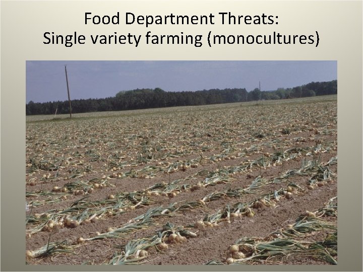 Food Department Threats: Single variety farming (monocultures) 