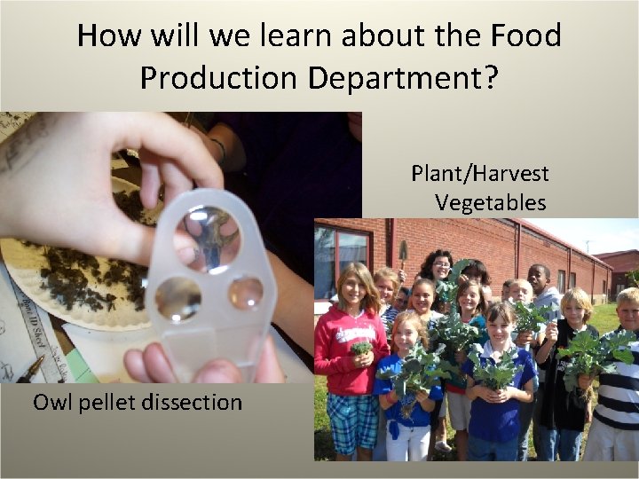 How will we learn about the Food Production Department? Plant/Harvest Vegetables Owl pellet dissection