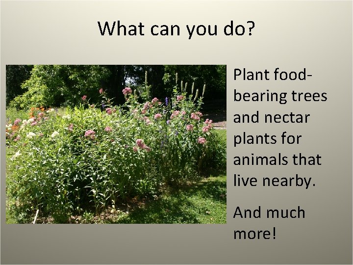 What can you do? Plant foodbearing trees and nectar plants for animals that live