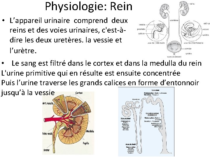 Physiologie: Rein • L’appareil urinaire comprend deux reins et des voies urinaires, c'est-àdire les