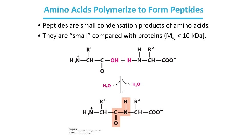 Amino Acids Polymerize to Form Peptides • Peptides are small condensation products of amino