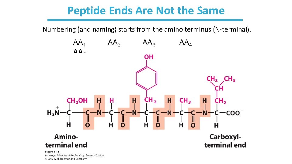Peptide Ends Are Not the Same Numbering (and naming) starts from the amino terminus