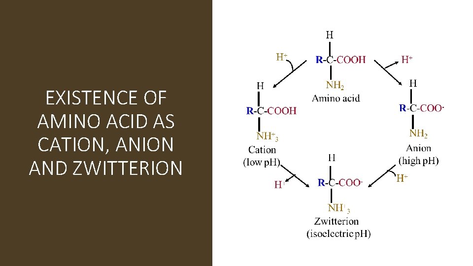 EXISTENCE OF AMINO ACID AS CATION, ANION AND ZWITTERION 