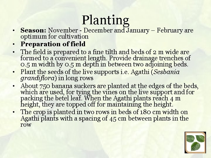 Planting • Season: November - December and January – February are optimum for cultivation