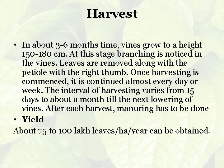 Harvest • In about 3 -6 months time, vines grow to a height 150
