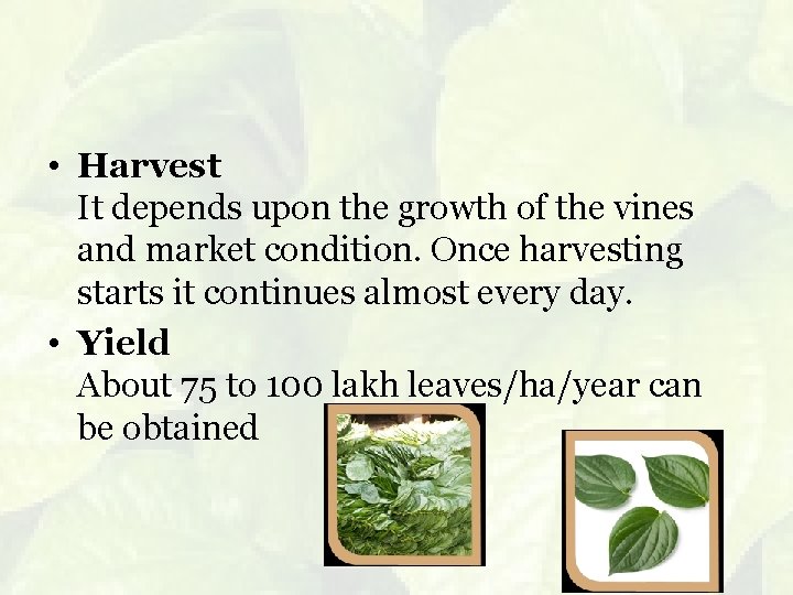  • Harvest It depends upon the growth of the vines and market condition.