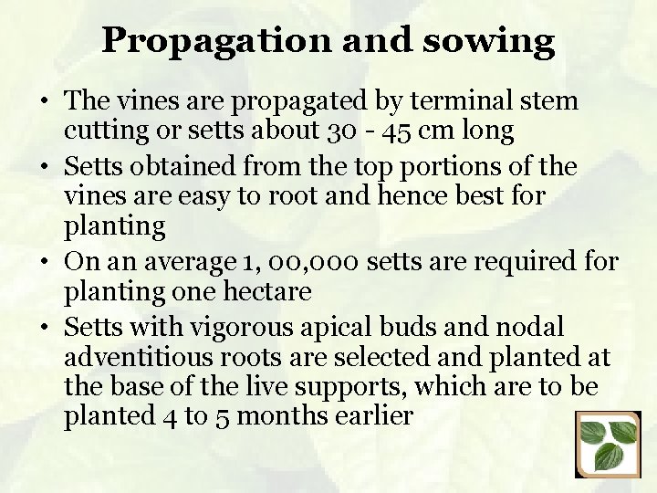 Propagation and sowing • The vines are propagated by terminal stem cutting or setts