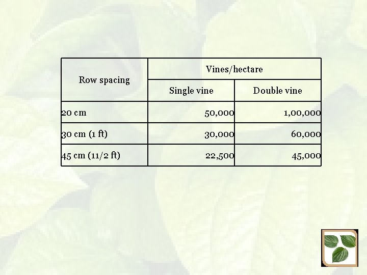 Vines/hectare Row spacing Single vine Double vine 20 cm 50, 000 1, 000 30