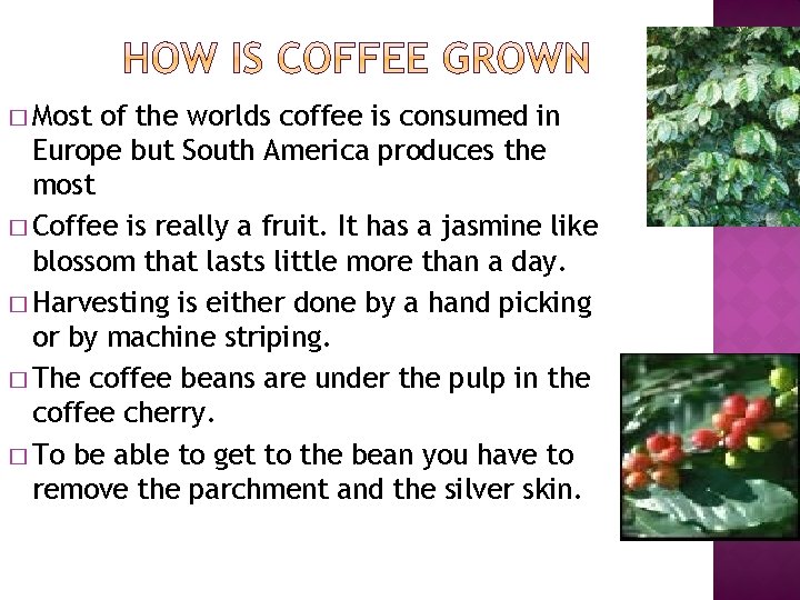� Most of the worlds coffee is consumed in Europe but South America produces