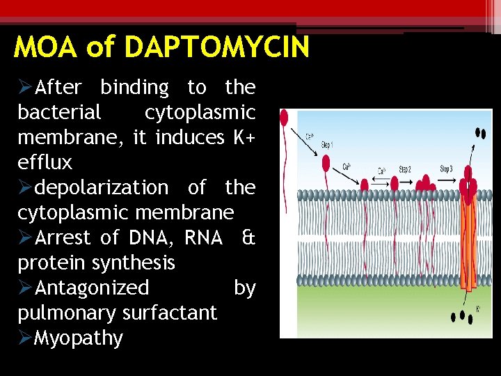 MOA of DAPTOMYCIN ØAfter binding to the bacterial cytoplasmic membrane, it induces K+ efflux