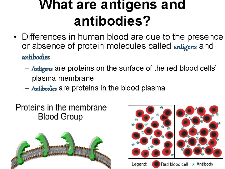 What are antigens and antibodies? • Differences in human blood are due to the