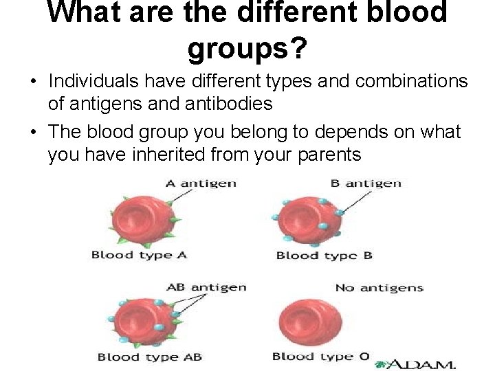 What are the different blood groups? • Individuals have different types and combinations of