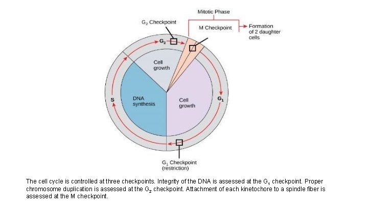 The cell cycle is controlled at three checkpoints. Integrity of the DNA is assessed