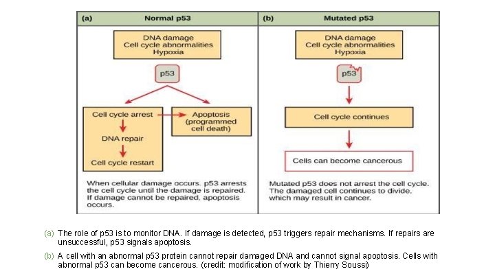 (a) The role of p 53 is to monitor DNA. If damage is detected,