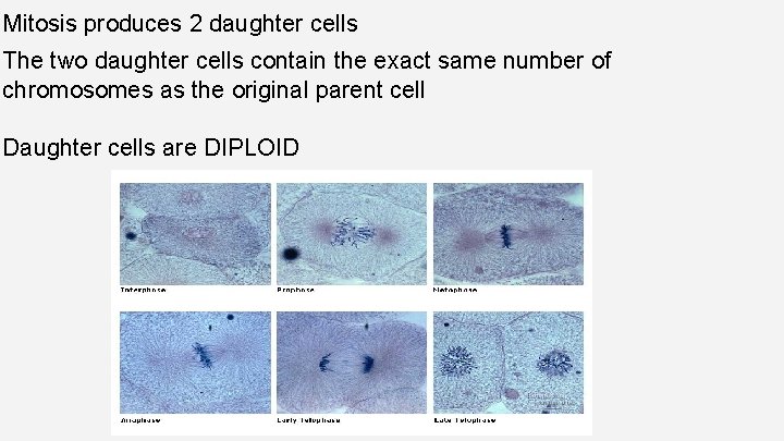 Mitosis produces 2 daughter cells The two daughter cells contain the exact same number