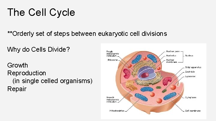 The Cell Cycle **Orderly set of steps between eukaryotic cell divisions Why do Cells