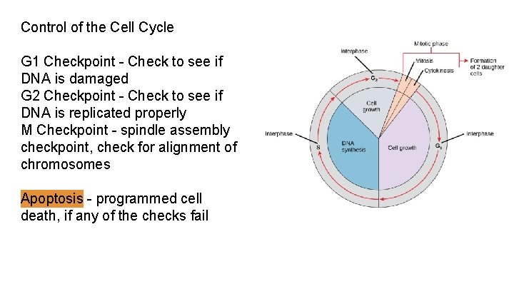 Control of the Cell Cycle G 1 Checkpoint - Check to see if DNA