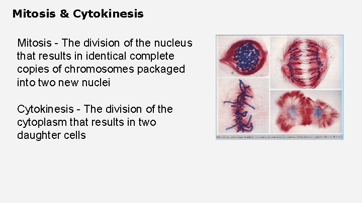 Mitosis & Cytokinesis Mitosis - The division of the nucleus that results in identical