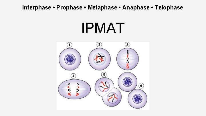 Interphase • Prophase • Metaphase • Anaphase • Telophase IPMAT 