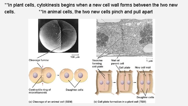 **In plant cells, cytokinesis begins when a new cell wall forms between the two