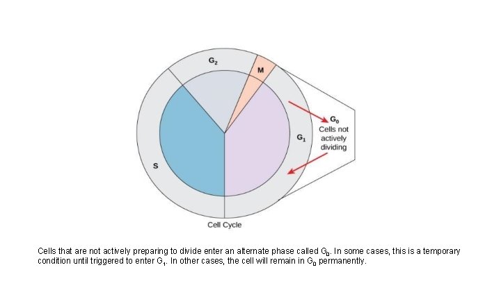 Cells that are not actively preparing to divide enter an alternate phase called G