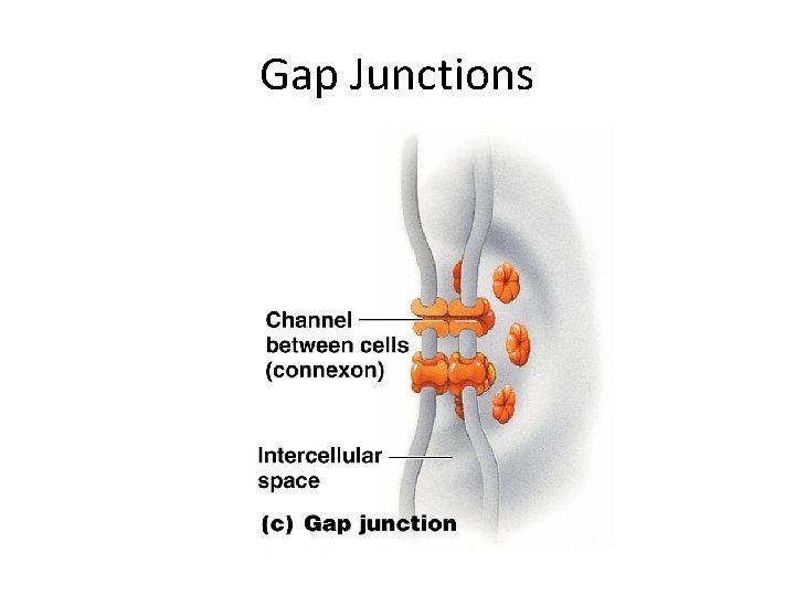 Gap Junctions 