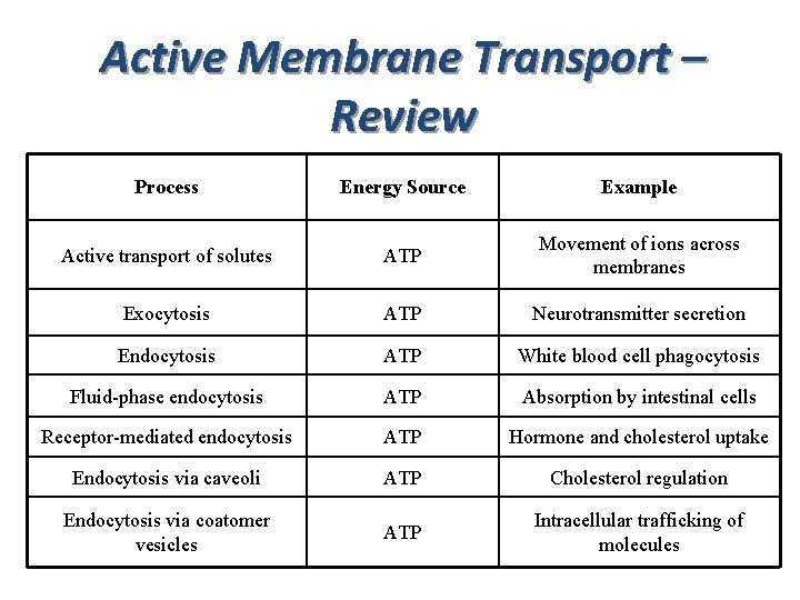 Active Membrane Transport – Review Process Energy Source Example Active transport of solutes ATP