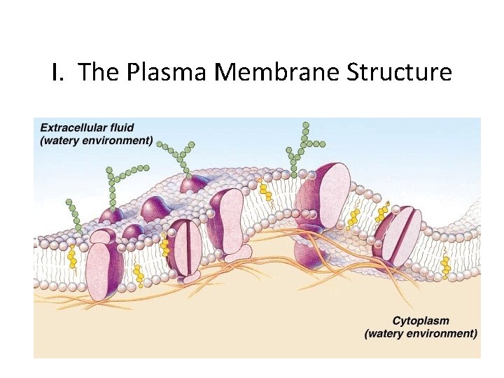 I. The Plasma Membrane Structure 