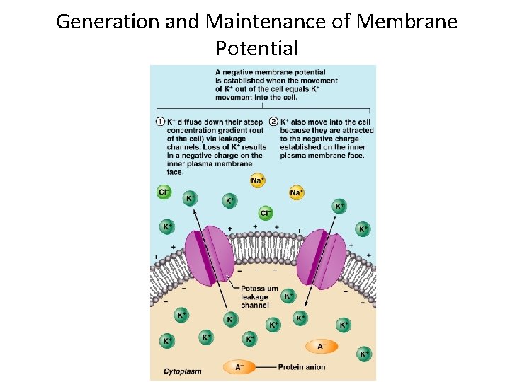 Generation and Maintenance of Membrane Potential 
