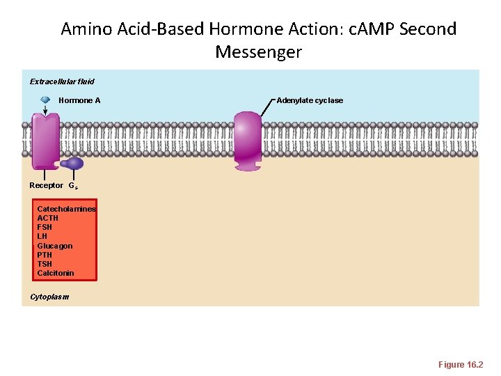 Amino Acid-Based Hormone Action: c. AMP Second Messenger Extracellular fluid Hormone A Adenylate cyclase
