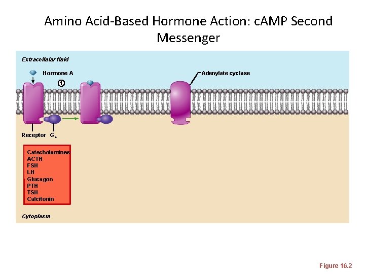 Amino Acid-Based Hormone Action: c. AMP Second Messenger Extracellular fluid Hormone A Adenylate cyclase