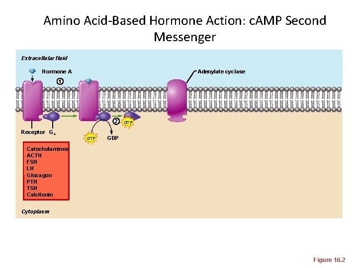 Amino Acid-Based Hormone Action: c. AMP Second Messenger Extracellular fluid Hormone A Adenylate cyclase