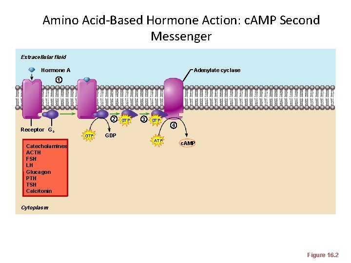 Amino Acid-Based Hormone Action: c. AMP Second Messenger Extracellular fluid Hormone A Adenylate cyclase