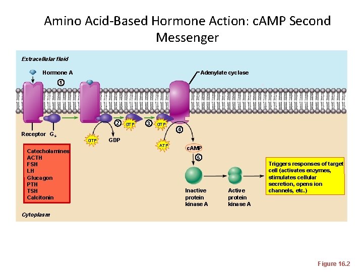 Amino Acid-Based Hormone Action: c. AMP Second Messenger Extracellular fluid Hormone A Adenylate cyclase