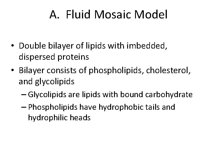 A. Fluid Mosaic Model • Double bilayer of lipids with imbedded, dispersed proteins •