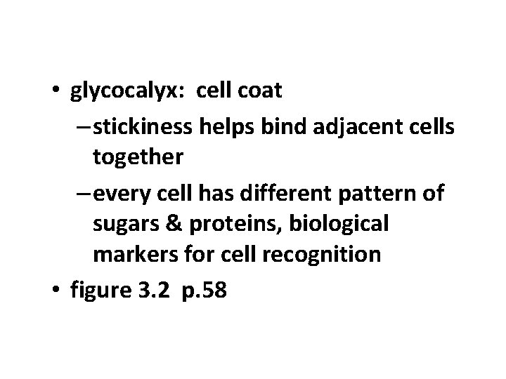  • glycocalyx: cell coat – stickiness helps bind adjacent cells together – every
