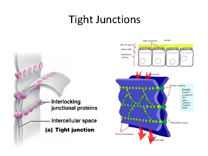 Tight Junctions 