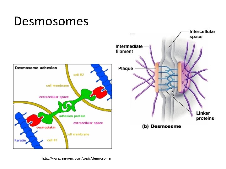 Desmosomes http: //www. answers. com/topic/desmosome 
