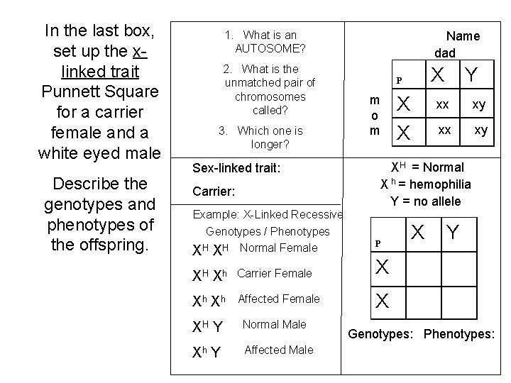 In the last box, set up the xlinked trait Punnett Square for a carrier