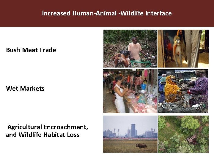 Increased Human-Animal -Wildlife Interface Bush Meat Trade Wet Markets Agricultural Encroachment, and Wildlife Habitat