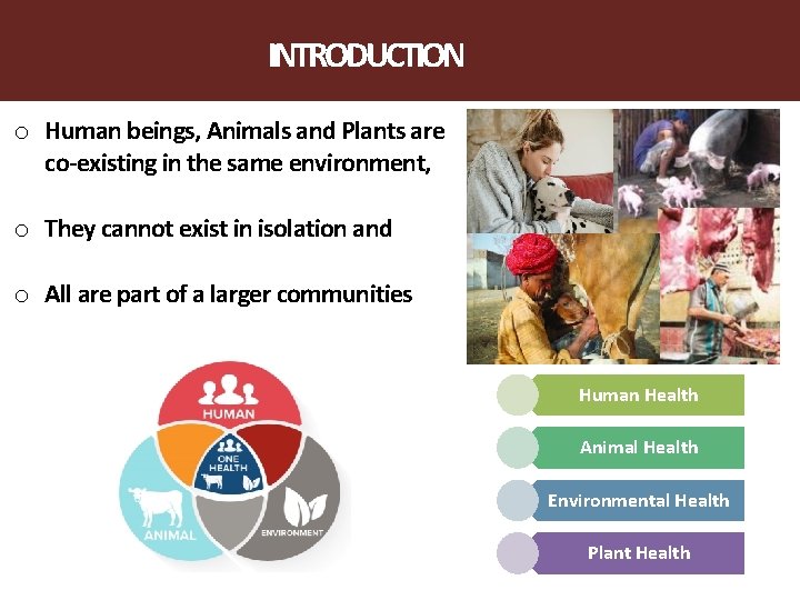 INTRODUCTION o Human beings, Animals and Plants are co-existing in the same environment, o