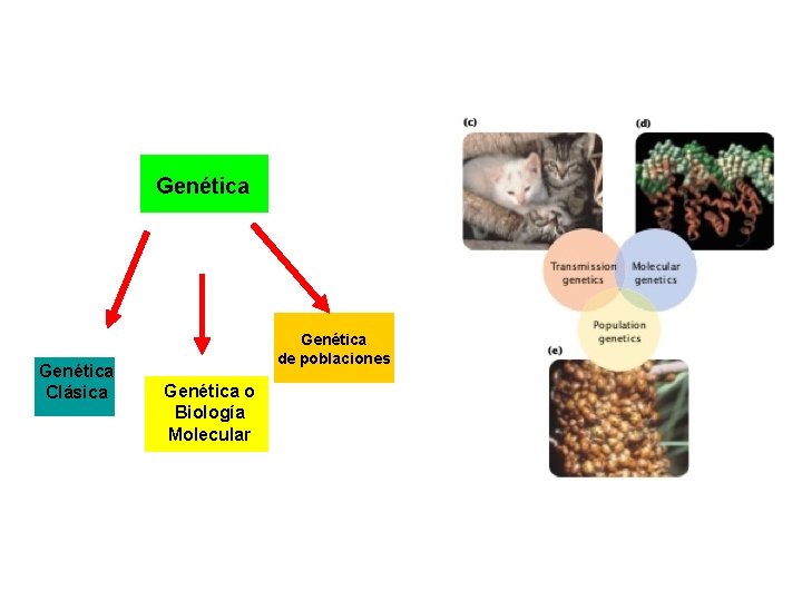 Genética Clásica Genética de poblaciones Genética o Biología Molecular 