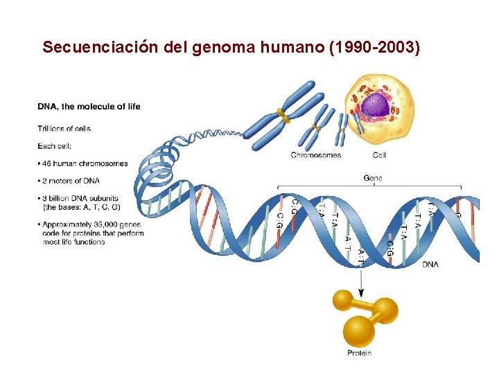 Secuenciación del genoma humano (1990 -2003) 