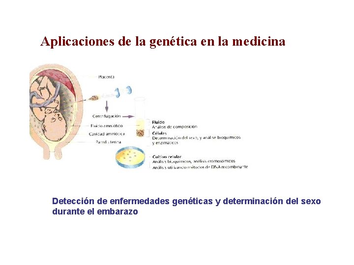 Aplicaciones de la genética en la medicina Detección de enfermedades genéticas y determinación del